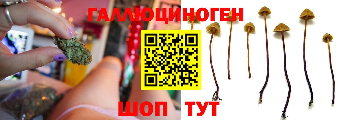 Псилоцибиновые грибы Psilocybe Донецк